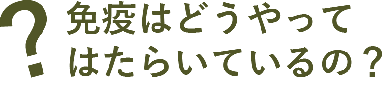 免疫はどうやってはたらいているの？