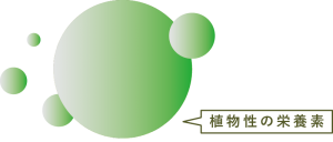 植物性の栄養素